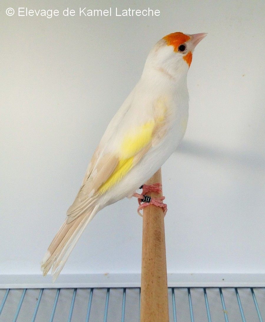 le-chardonneret-elegant-l-oisillon-la-boutique-oiseaux